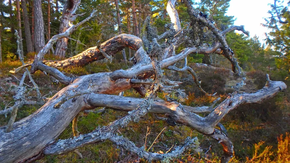 Klicka för att förstora