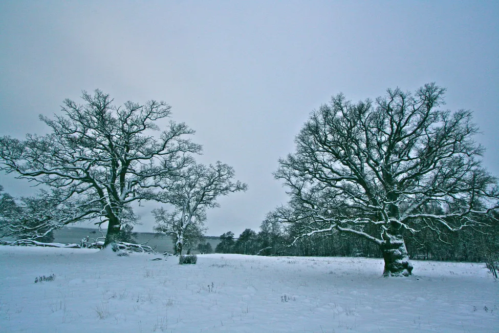 Klicka för att förstora