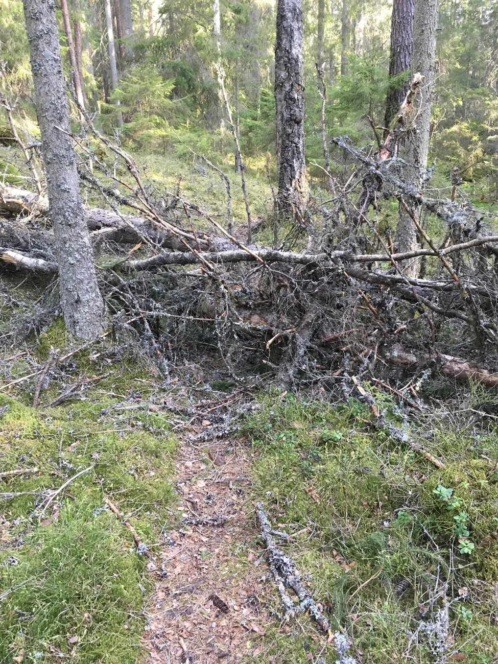 Klicka för att förstora