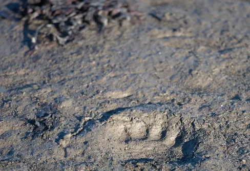 Att sova med björnar