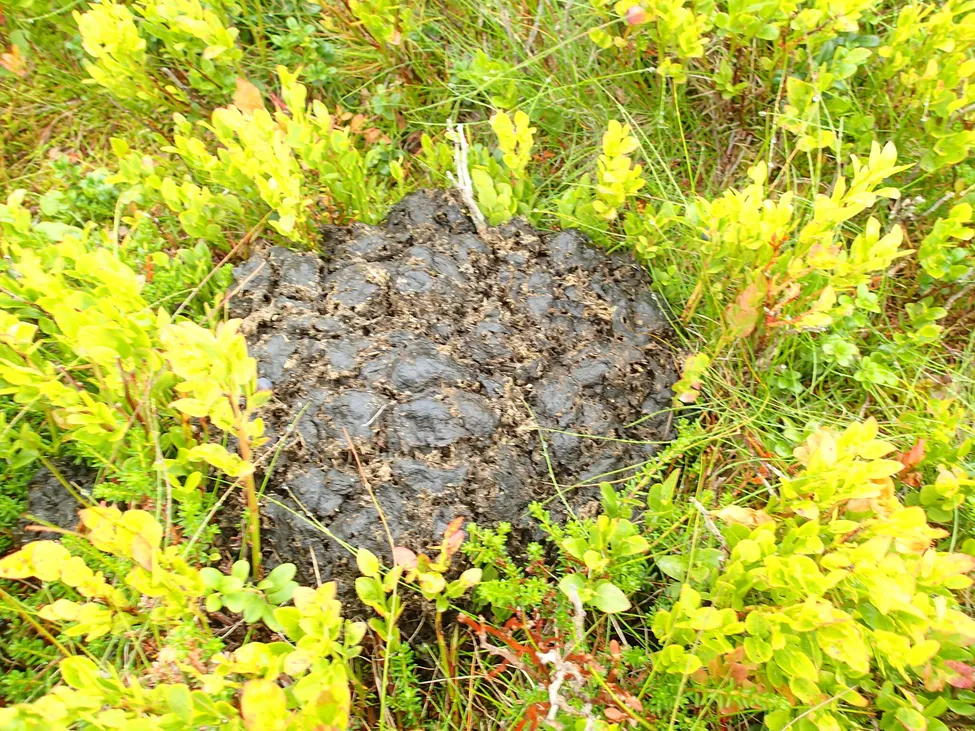 Klicka för att förstora