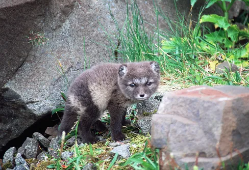 Vill du bli fjällrävsvolontär?