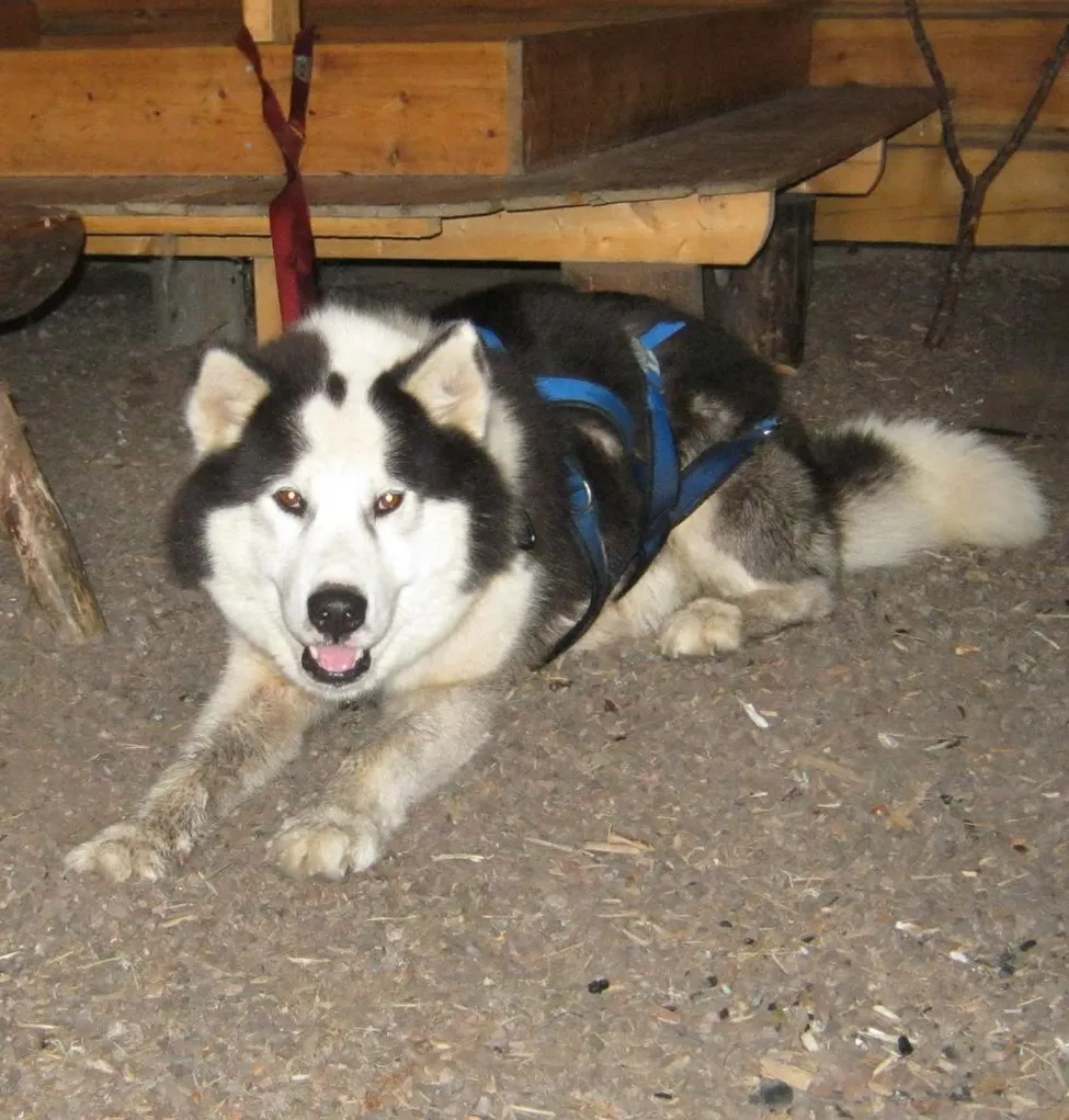 Klicka för att förstora