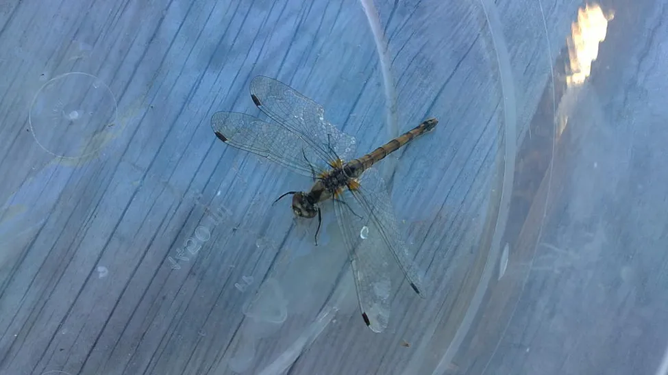 Klicka för att förstora