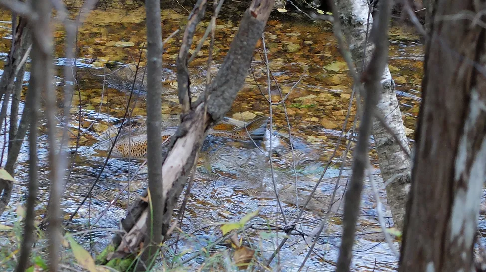 Klicka för att förstora