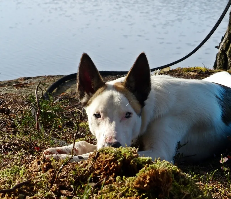 Klicka för att förstora