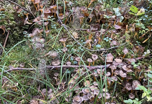 Svampplockning 240922