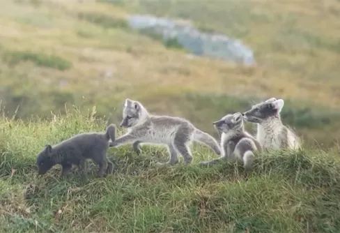 Livesändning från hotade fjällrävars lya