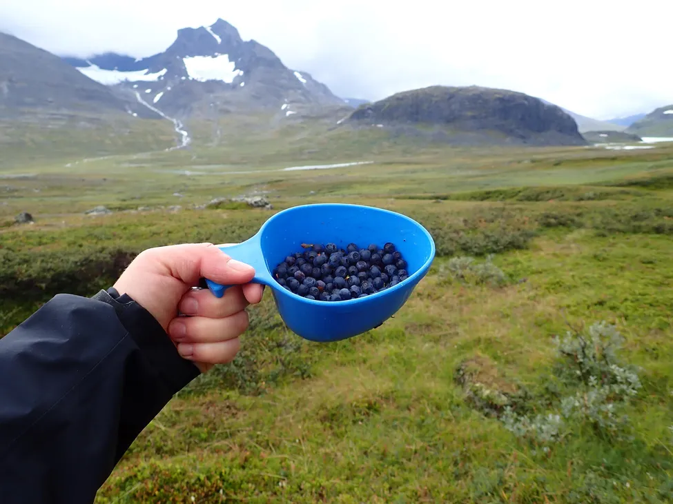 Klicka för att förstora