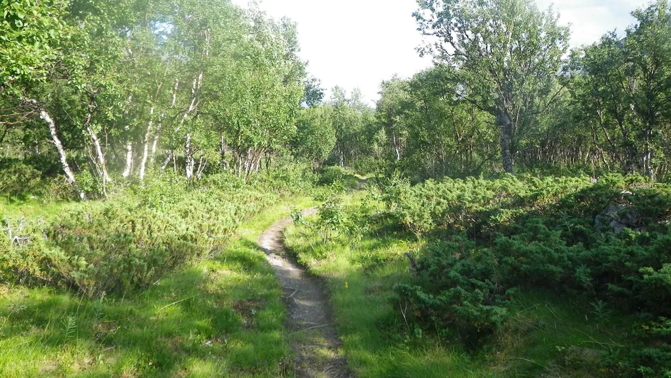 Klicka för att förstora