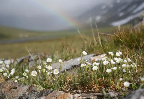 Man behöver en flora!