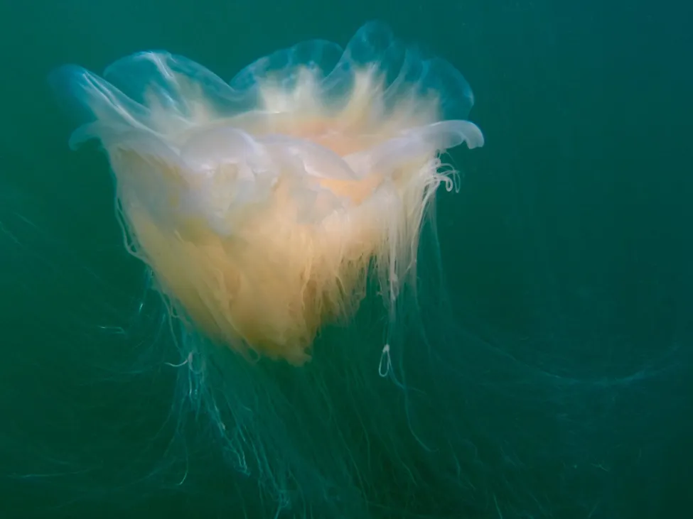 Klicka för att förstora
