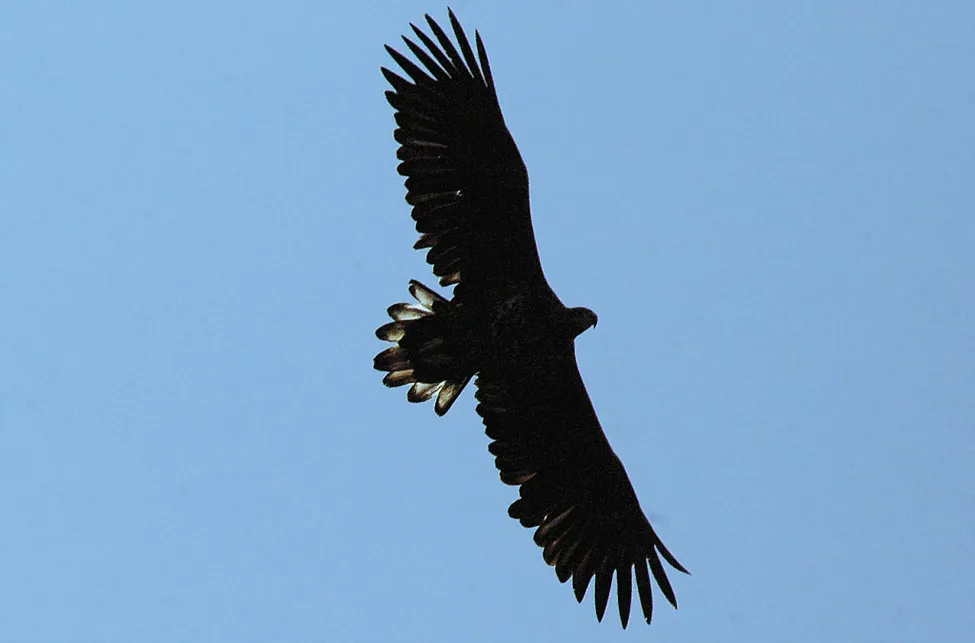 Klicka för att förstora