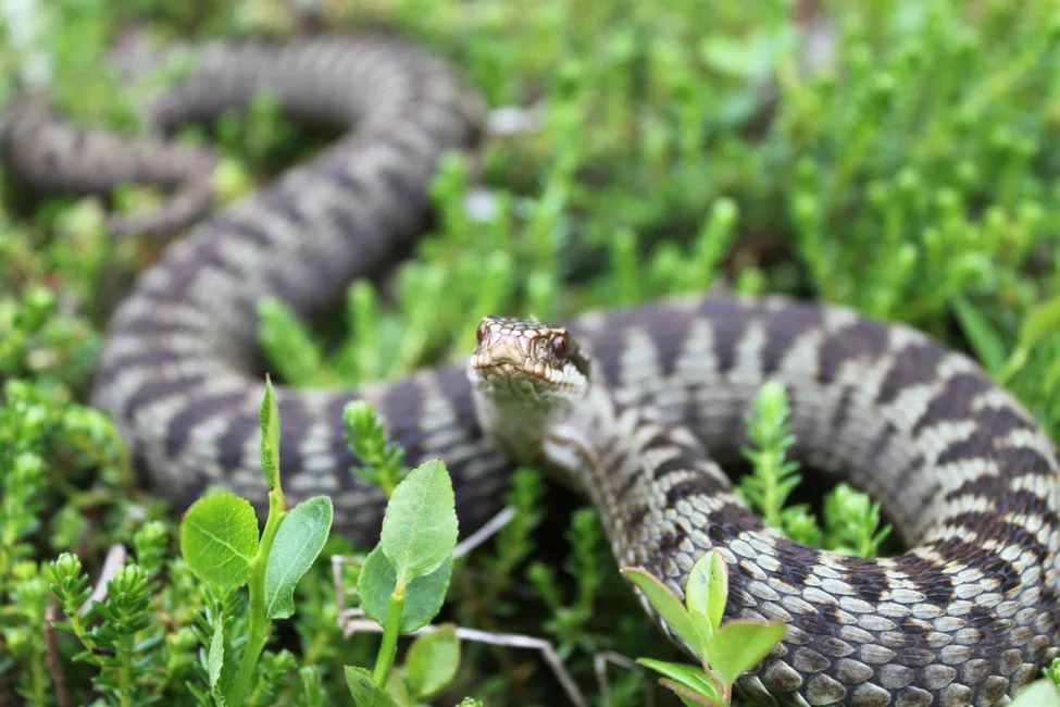 Klicka för att förstora