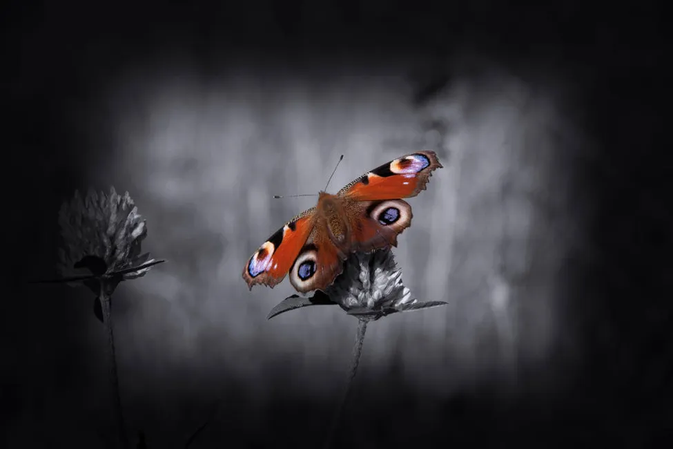 Klicka för att förstora