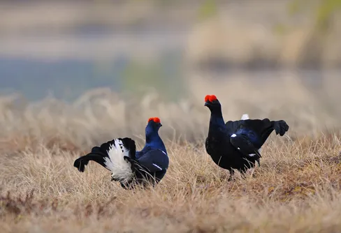 Nationalparkernas dag