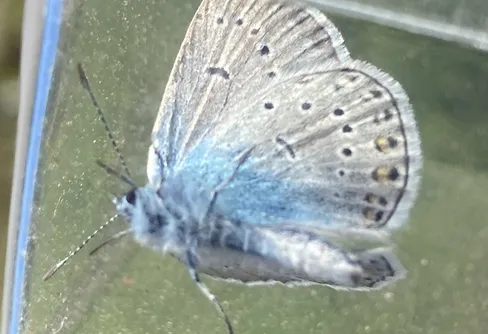 Fjärilsinventering i juli 250702