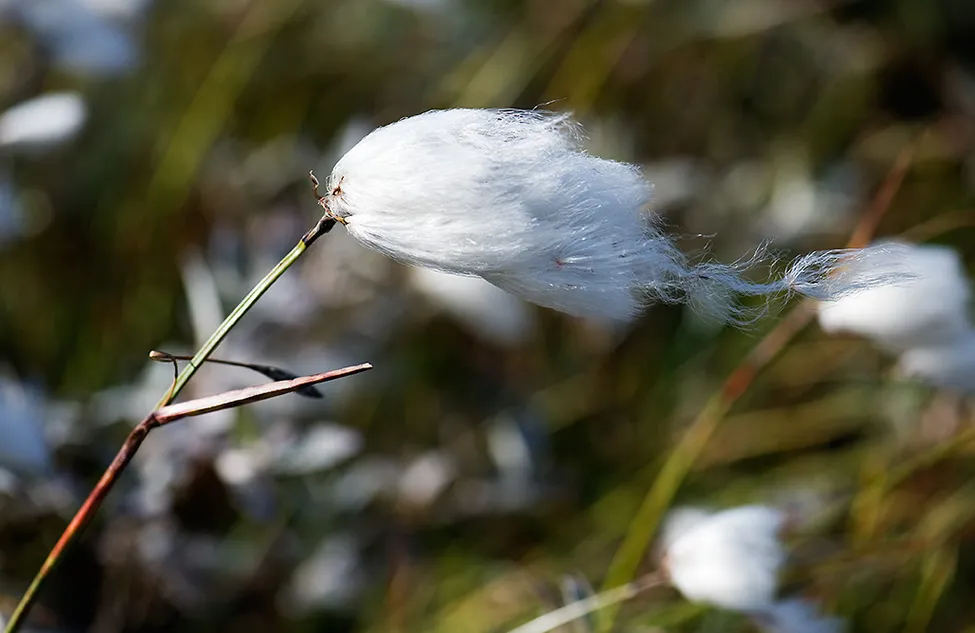 Klicka för att förstora