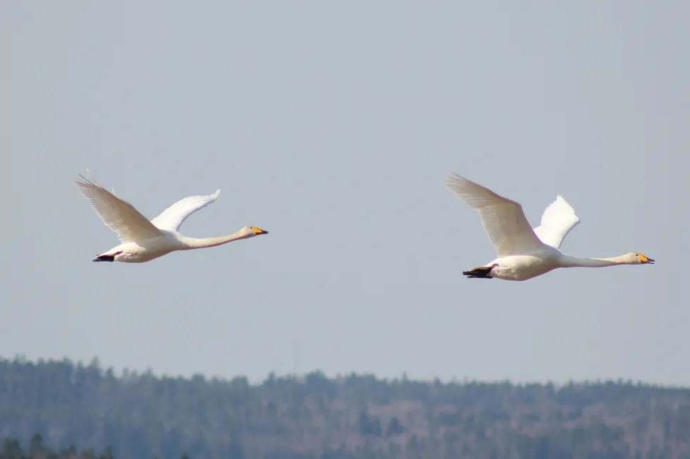 Klicka för att förstora