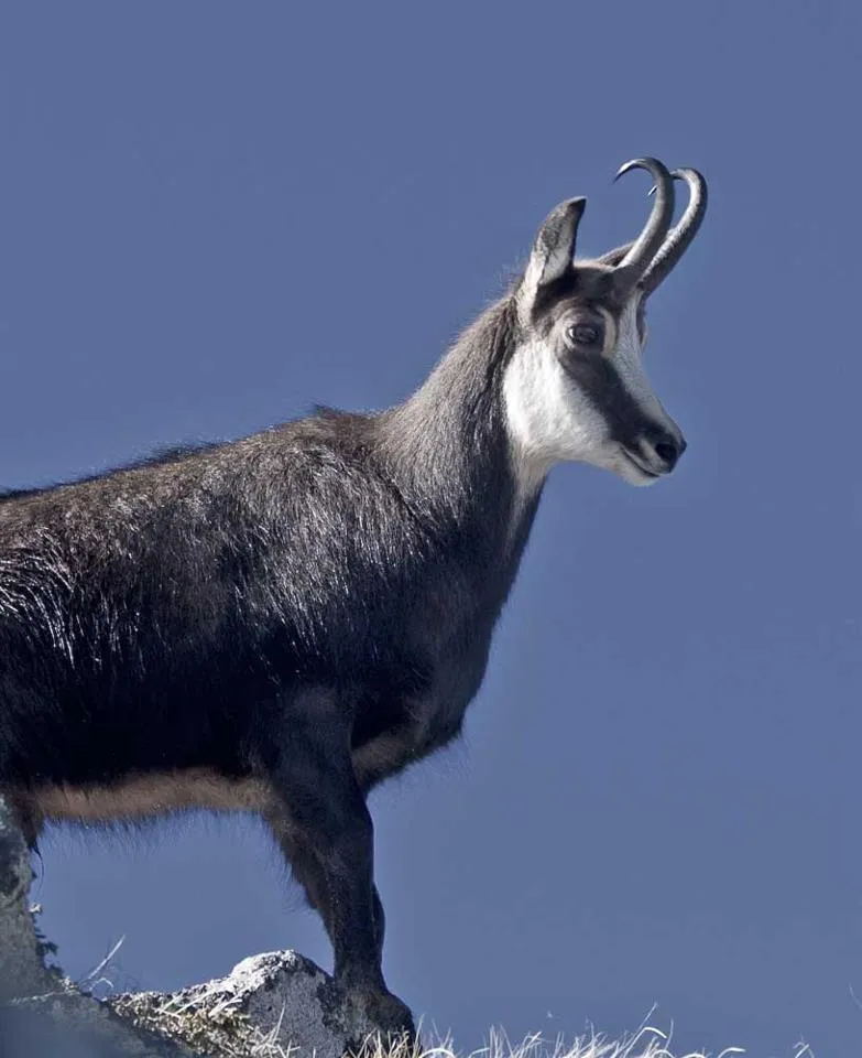 Klicka för att förstora