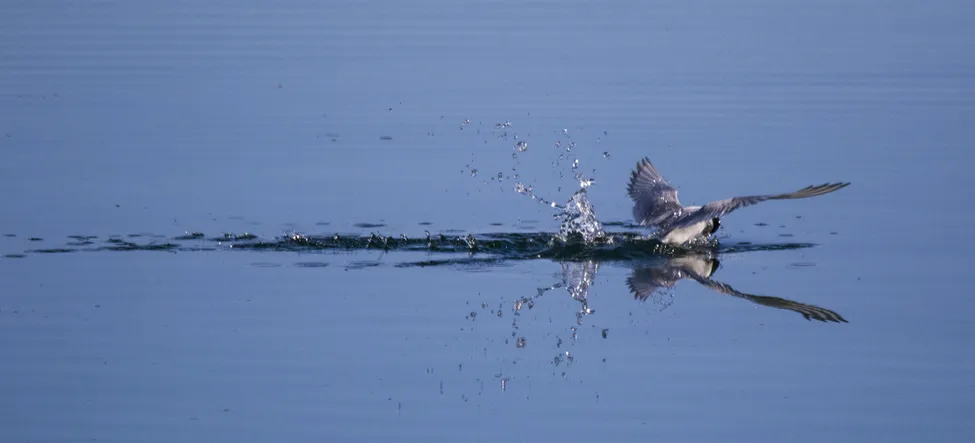 Klicka för att förstora