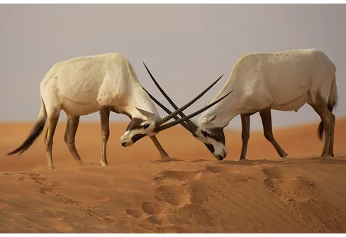 Pris till Staffan Widstrand