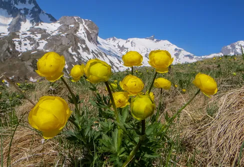 Blomvandring på kammen mellan La Seya och Grand Garde