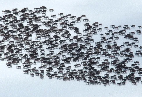 Vandring 2017 från Abisko Östra till Abisko Turiststation