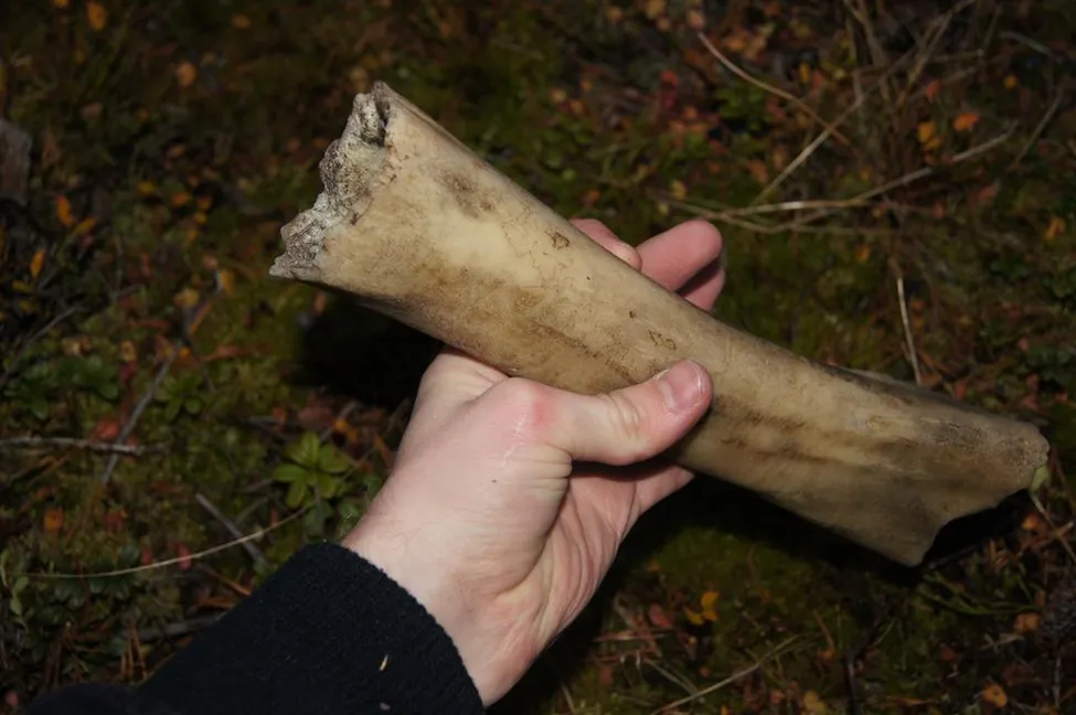 Klicka för att förstora