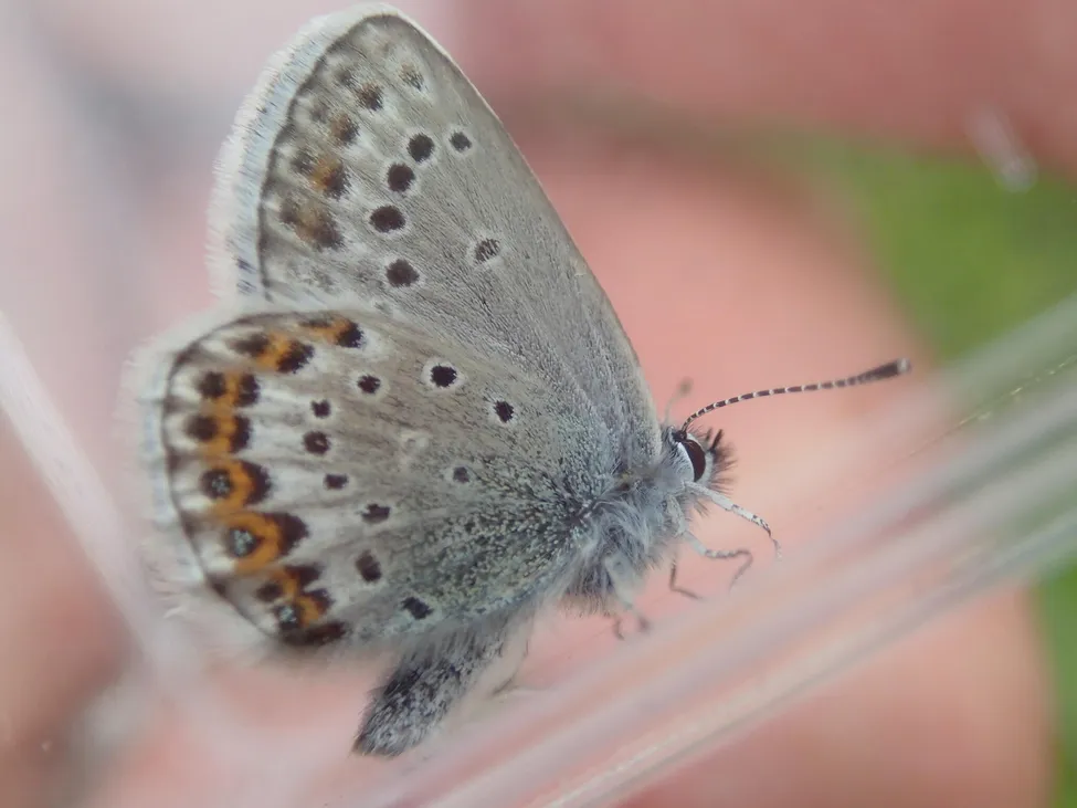 Klicka för att förstora