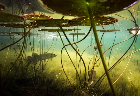 Utställning - Sötvatten en värld av liv