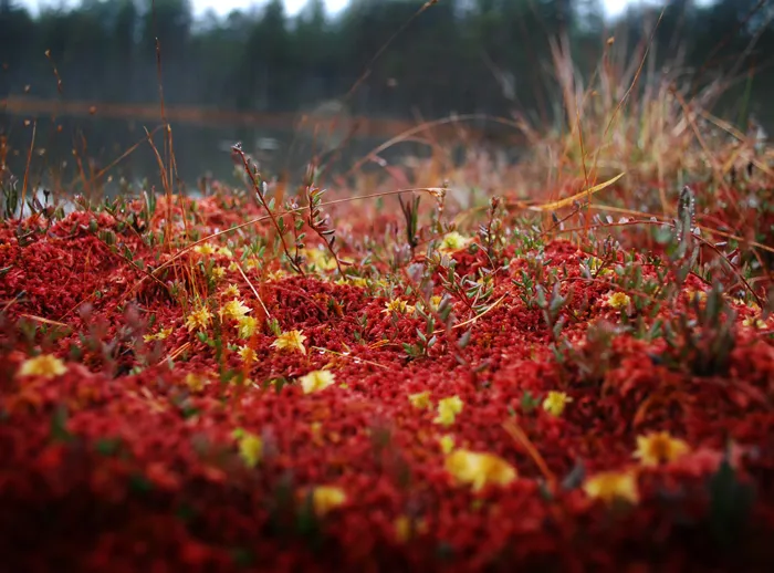 Klicka för att förstora