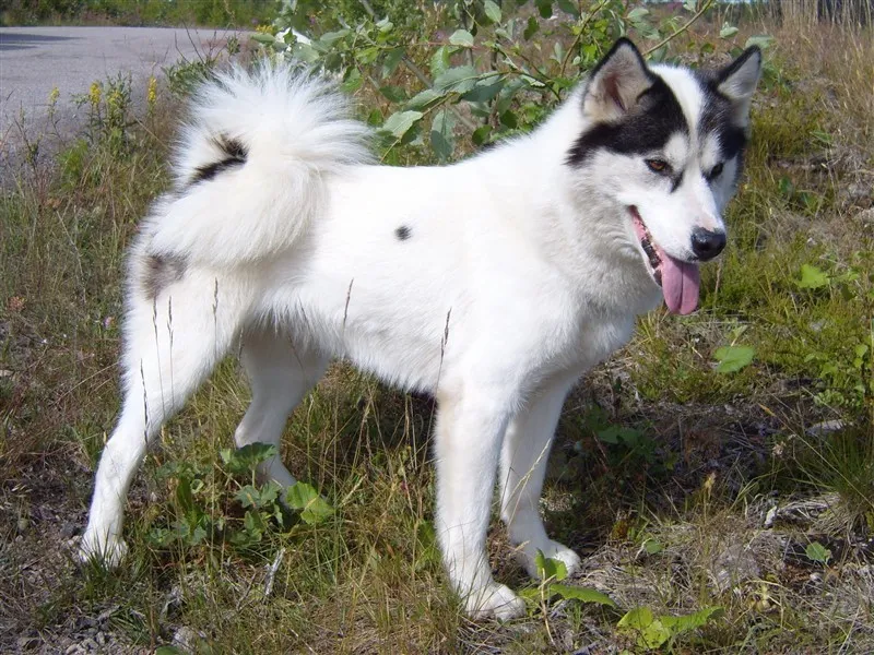 Klicka för att förstora