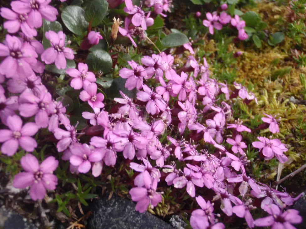 Klicka för att förstora