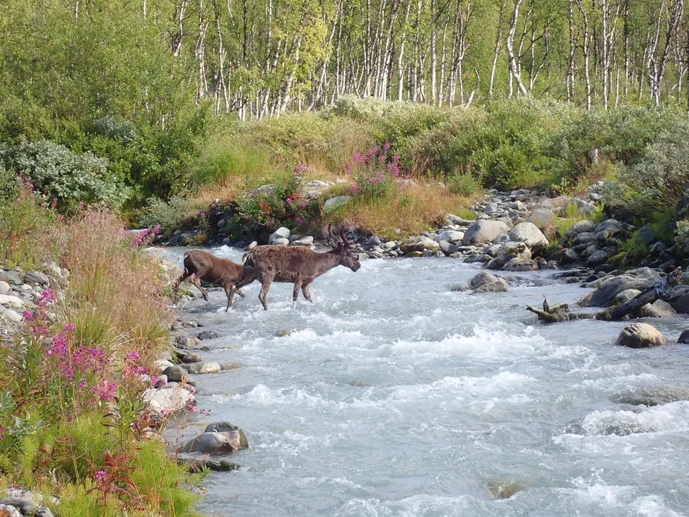 Klicka för att förstora