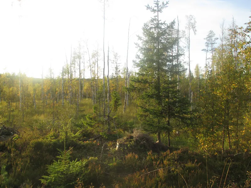 Klicka för att förstora