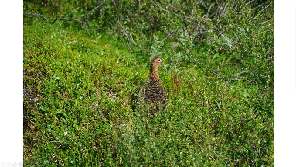 Klicka för att förstora