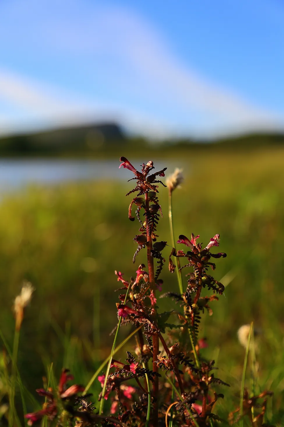 Klicka för att förstora