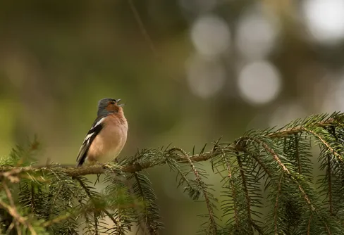 Biologiska mångfaldens dag: 