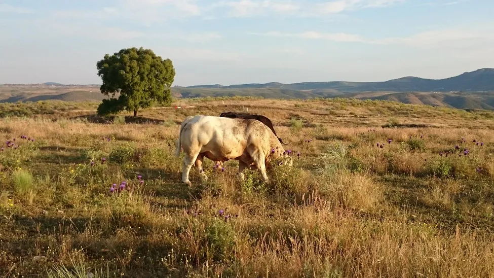 Klicka för att förstora