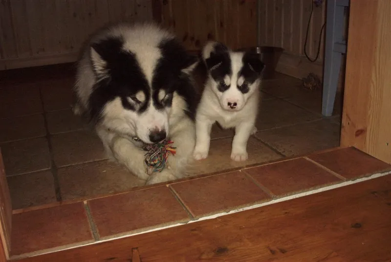 Klicka för att förstora