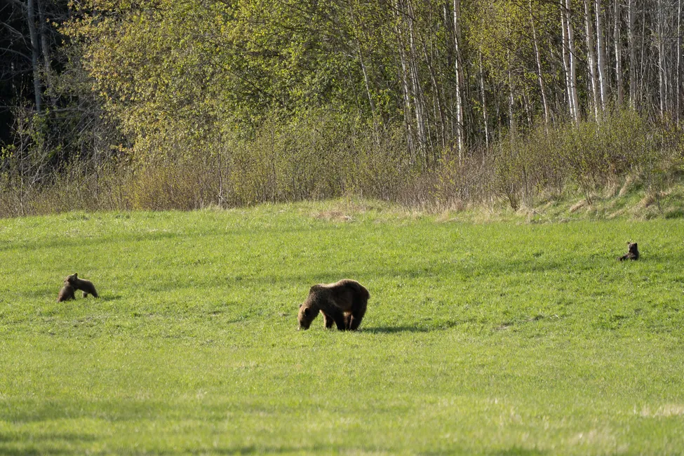 Klicka för att förstora