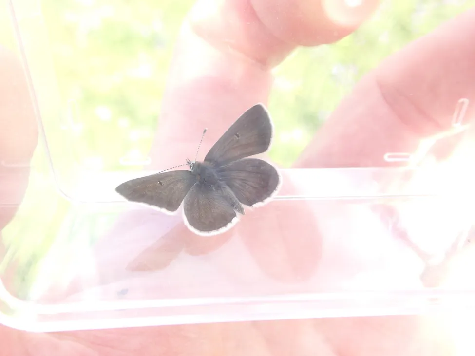 Klicka för att förstora