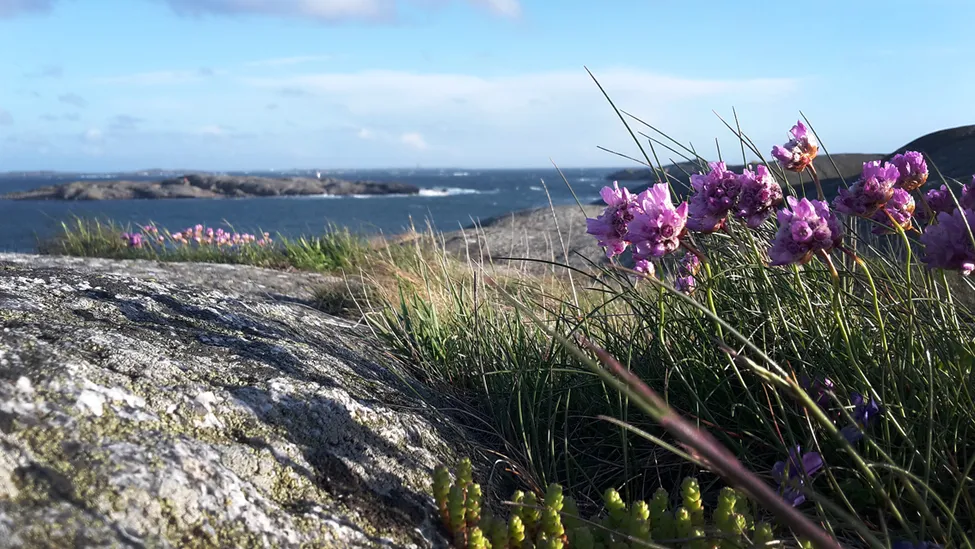 Klicka för att förstora