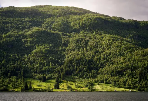 Efter upprop: Norge kartlägger naturskogar