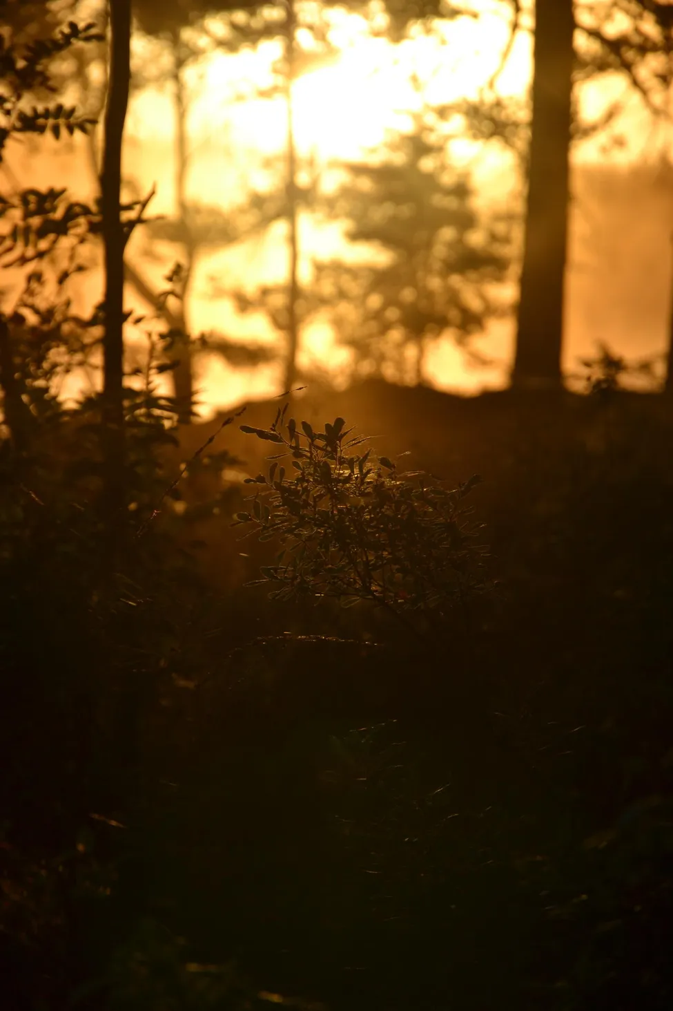 Klicka för att förstora