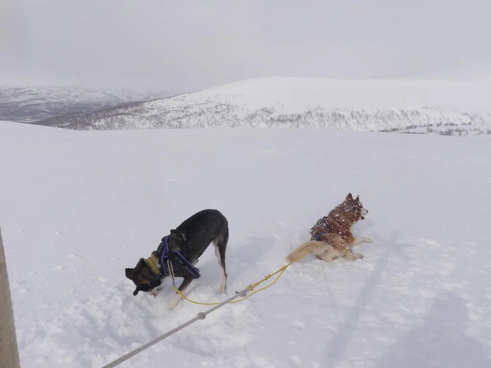 Klicka för att förstora