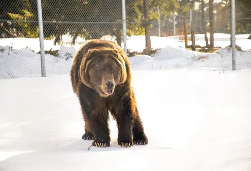 Första björnarna har vaknat ur idet