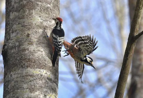 Rekordår för vitryggig hackspett