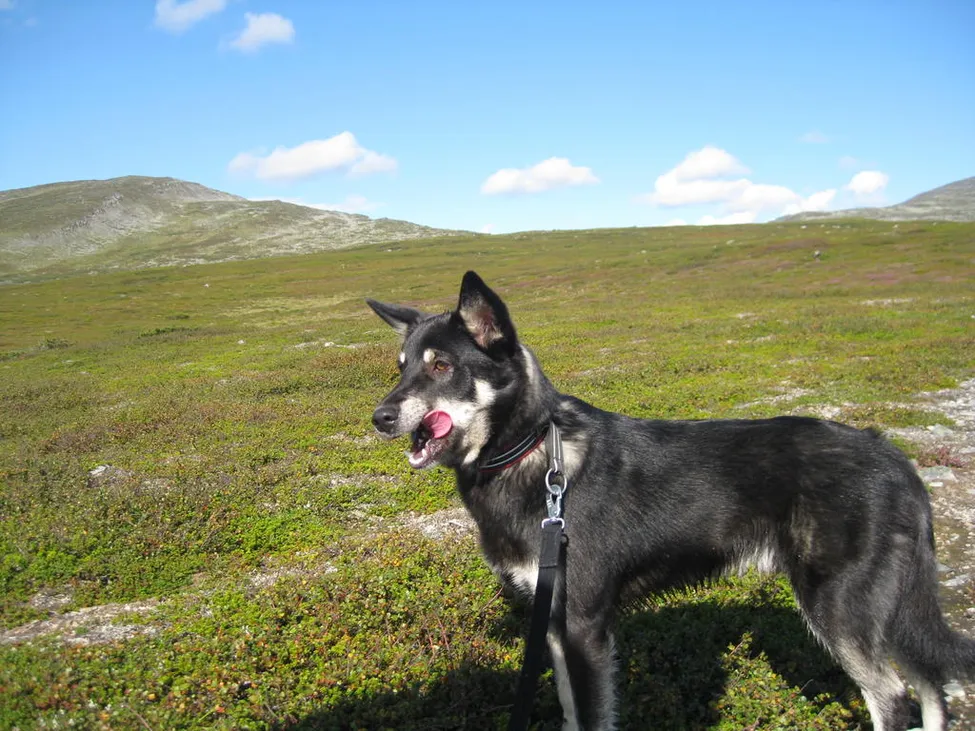 Klicka för att förstora